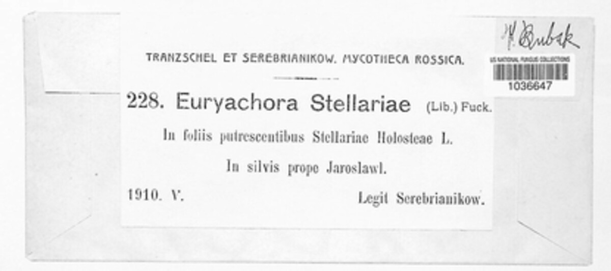Omphalospora stellariae image